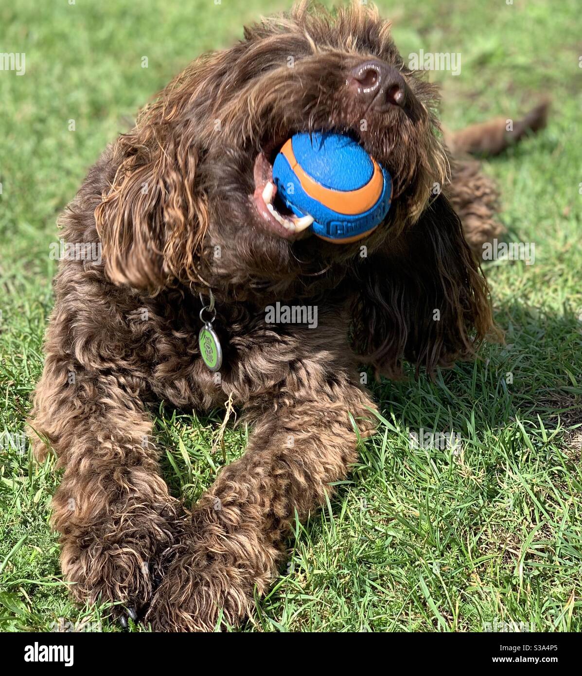 Happy Dog chewing on his ball Stock Photo Alamy