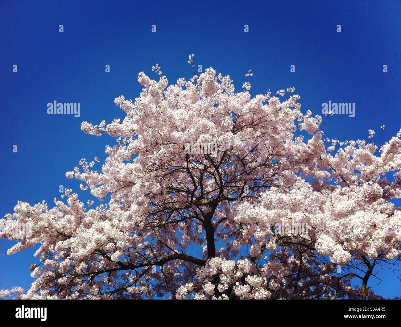 Blossom tree in spring - Smartphone Captured Stock Image