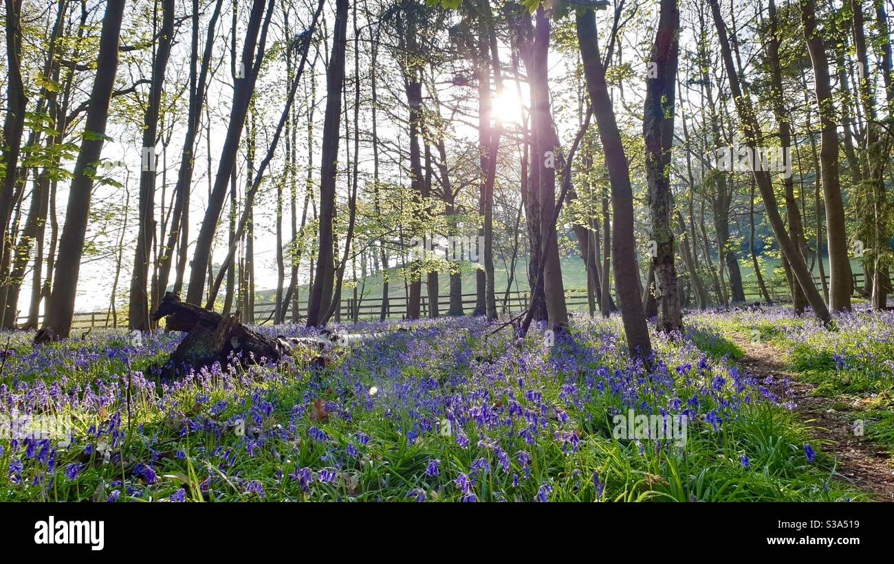 Bluebells in the forest in Britain - Smartphone Captured Stock Image