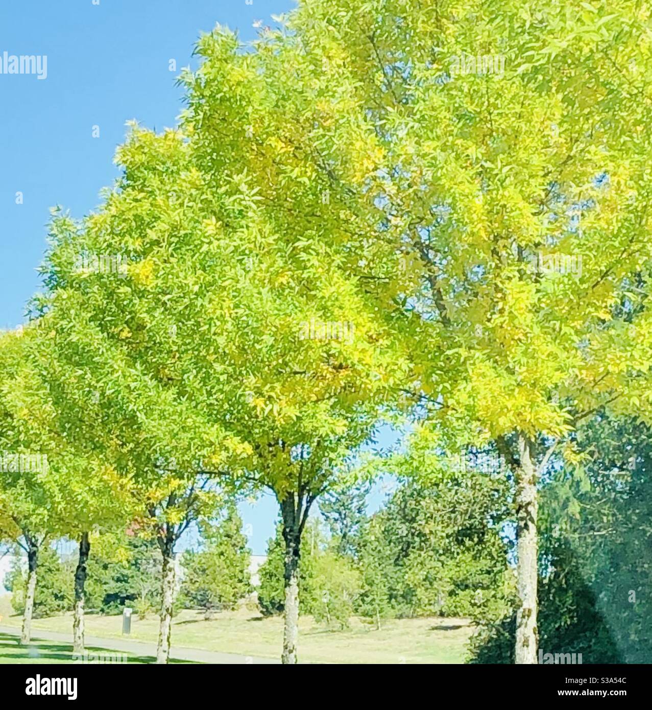 Trees with first green leaves hi-res stock photography and images - Alamy