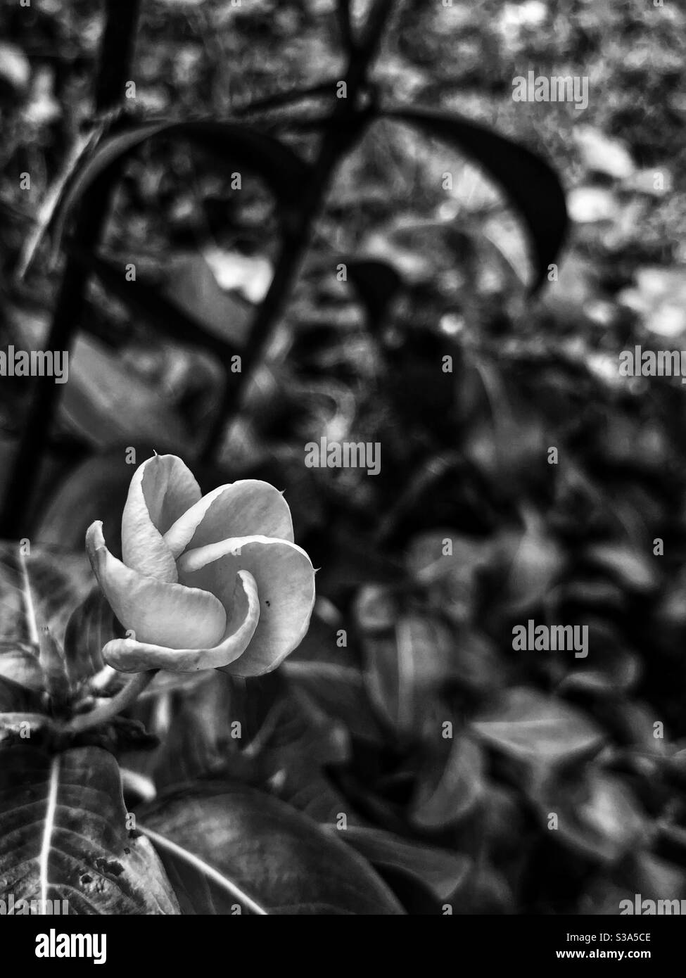 Black and white photo of vinca opening in flower bed - Smartphone Captured Stock Image