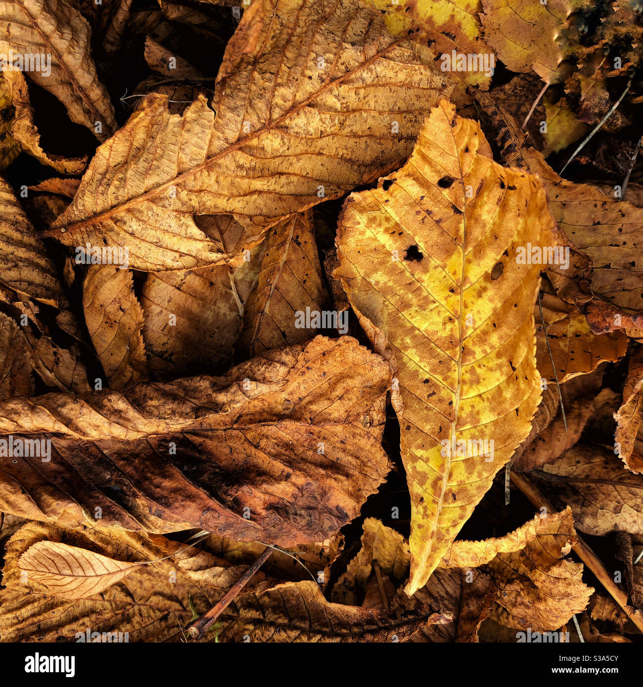 Chestnut leaves in autumn colors. - Smartphone Captured Stock Image
