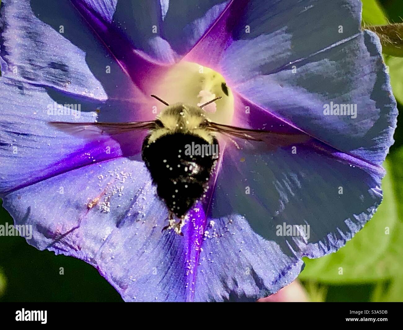 Bumblebee going into a morning glory flower. - Smartphone Captured Stock Image