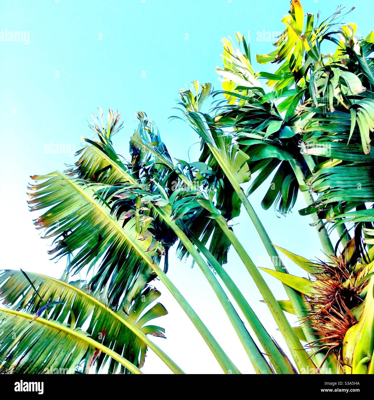 Banana trees hires stock photography and images Alamy