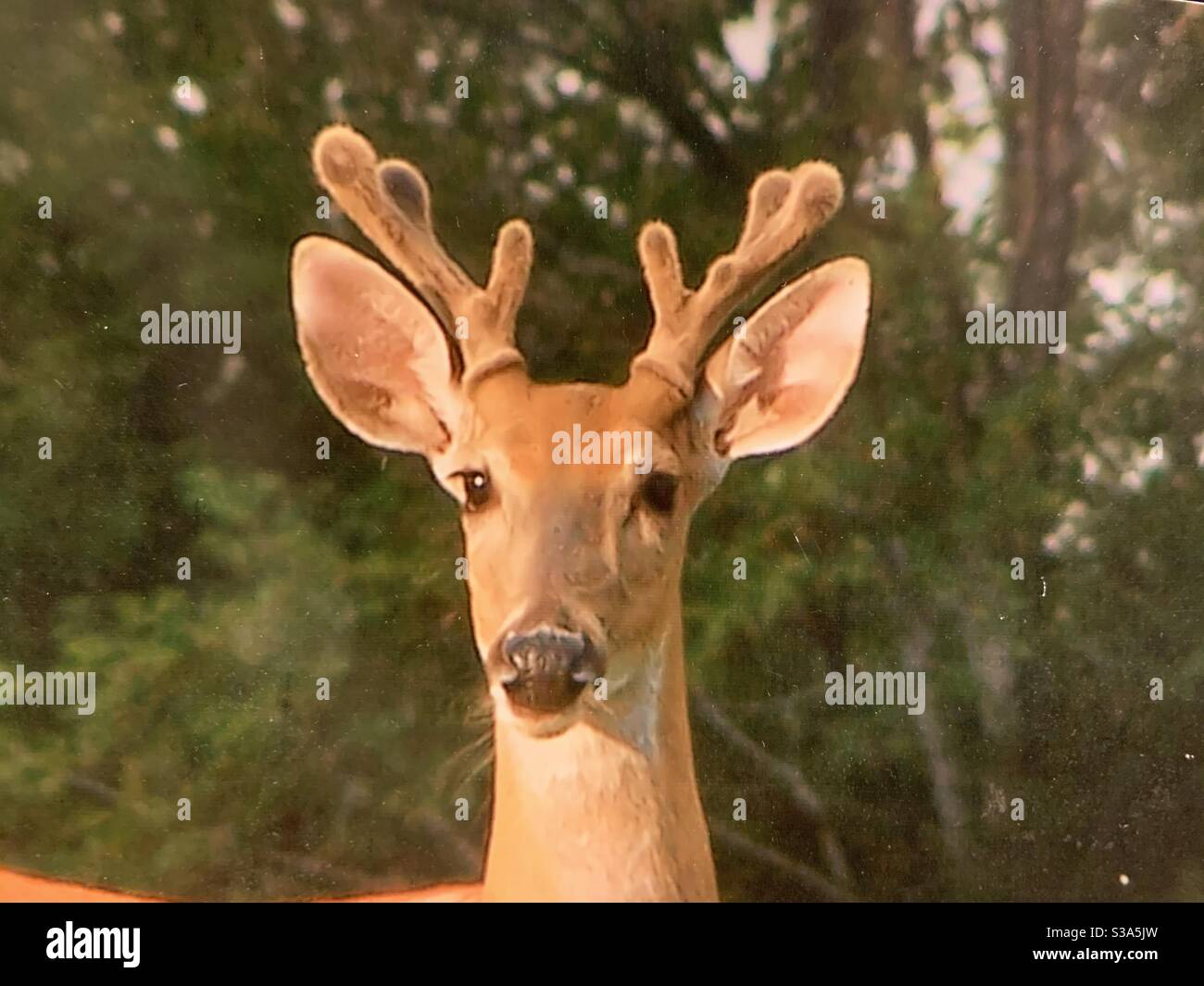 Buck at Lake Texoma Stock Photo