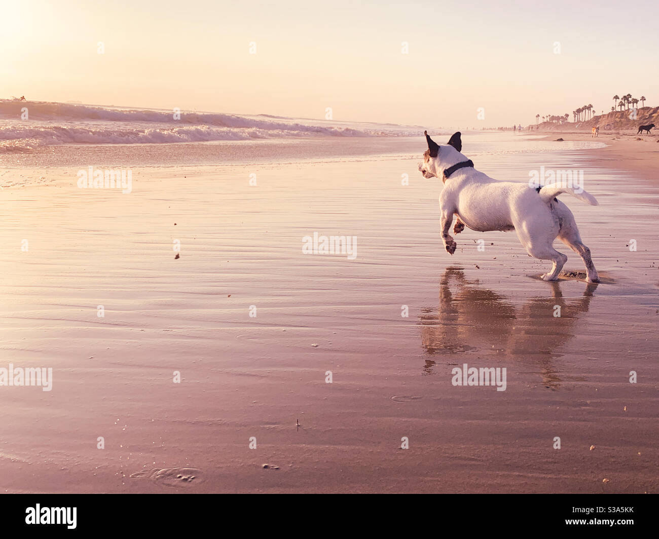 Jack Russell Terrier dog running on sandy beach at sunset in Southern California. - Smartphone Captured Stock Image