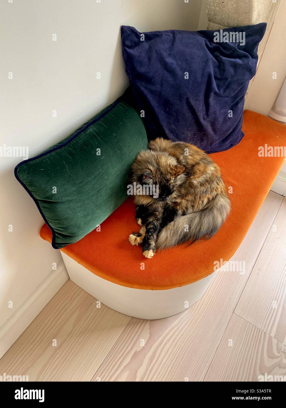 Cat working from home hires stock photography and images Alamy