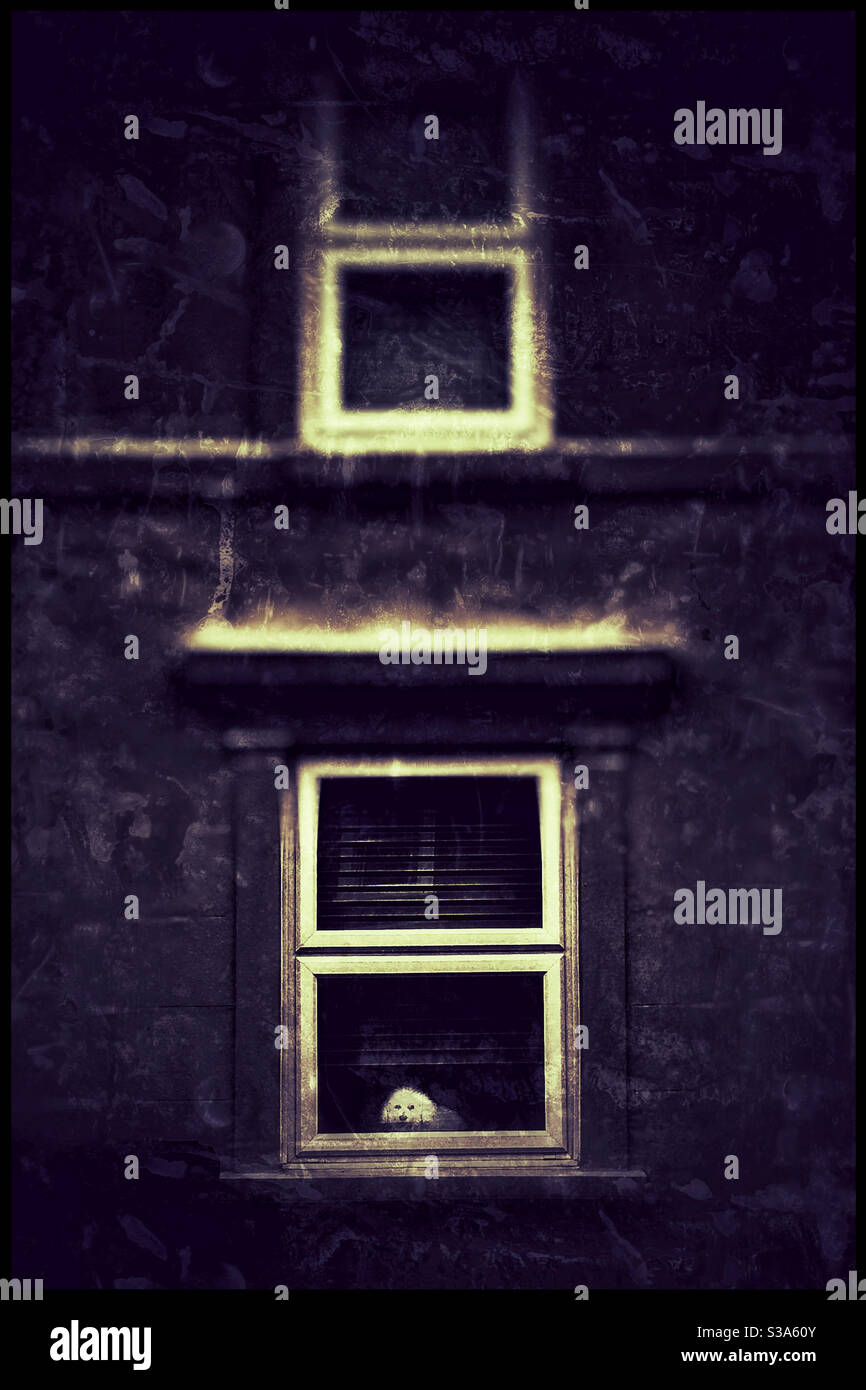 Dog looks out of a window - Smartphone Captured Stock Image