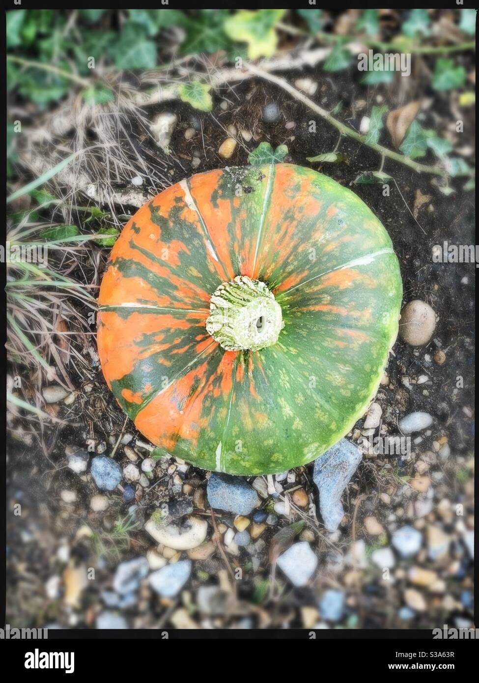 Pumpkins half green and half orange - Smartphone Captured Stock Image