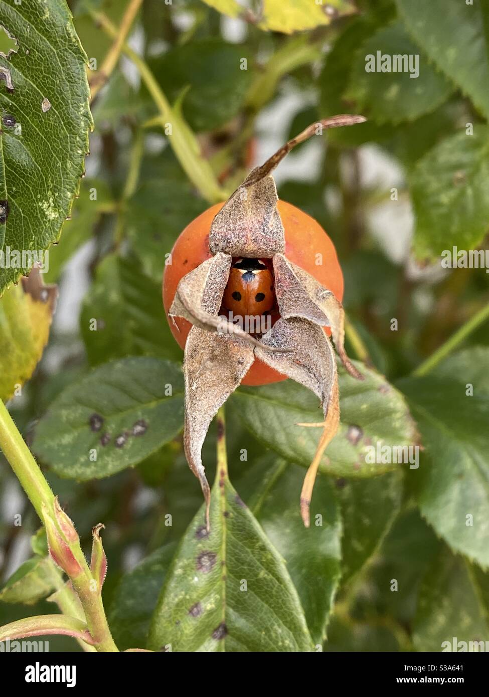 Ladybird hiding in a rose hip - Smartphone Captured Stock Image