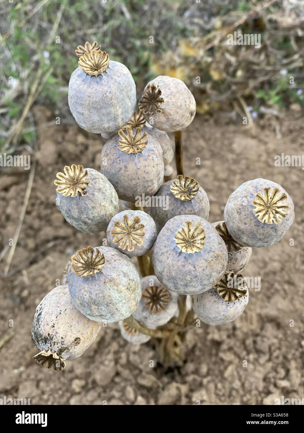 Dry poppies - Smartphone Captured Stock Image