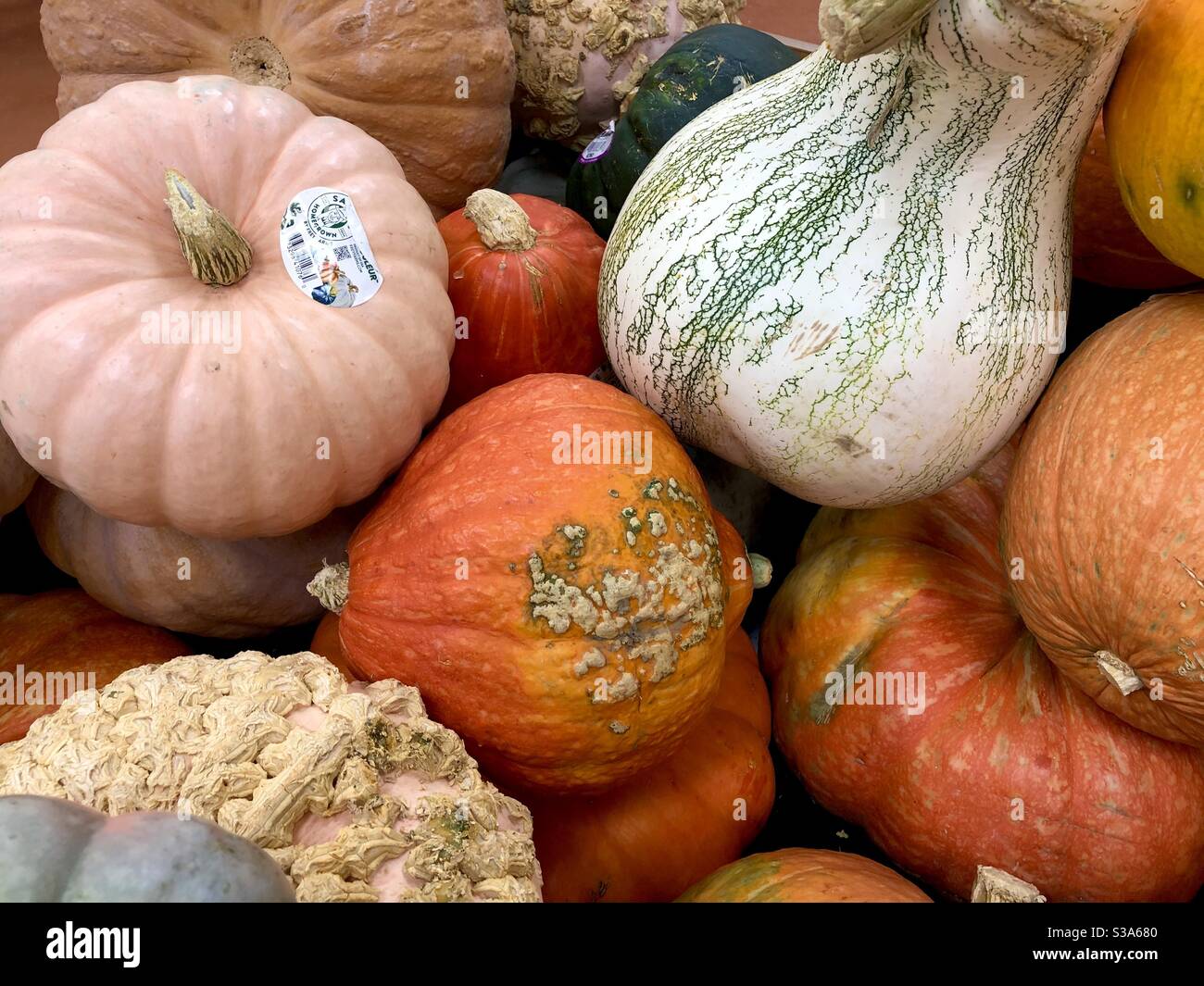 Pumpkin varieties in a organic supermarket. - Smartphone Captured Stock Image