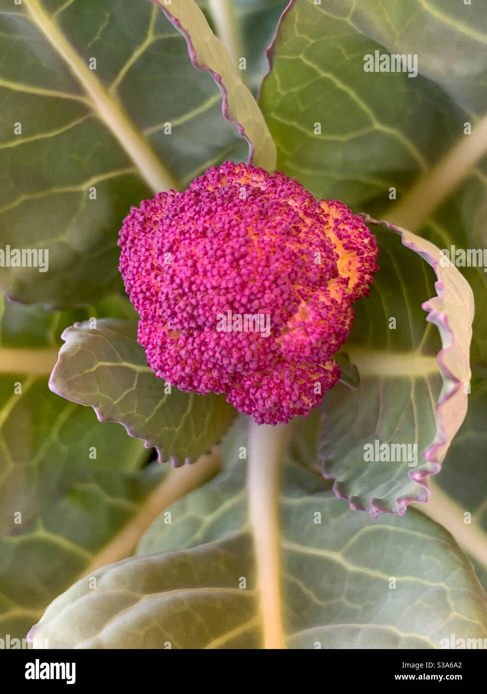 Purple cauliflower growing Stock Photo Alamy