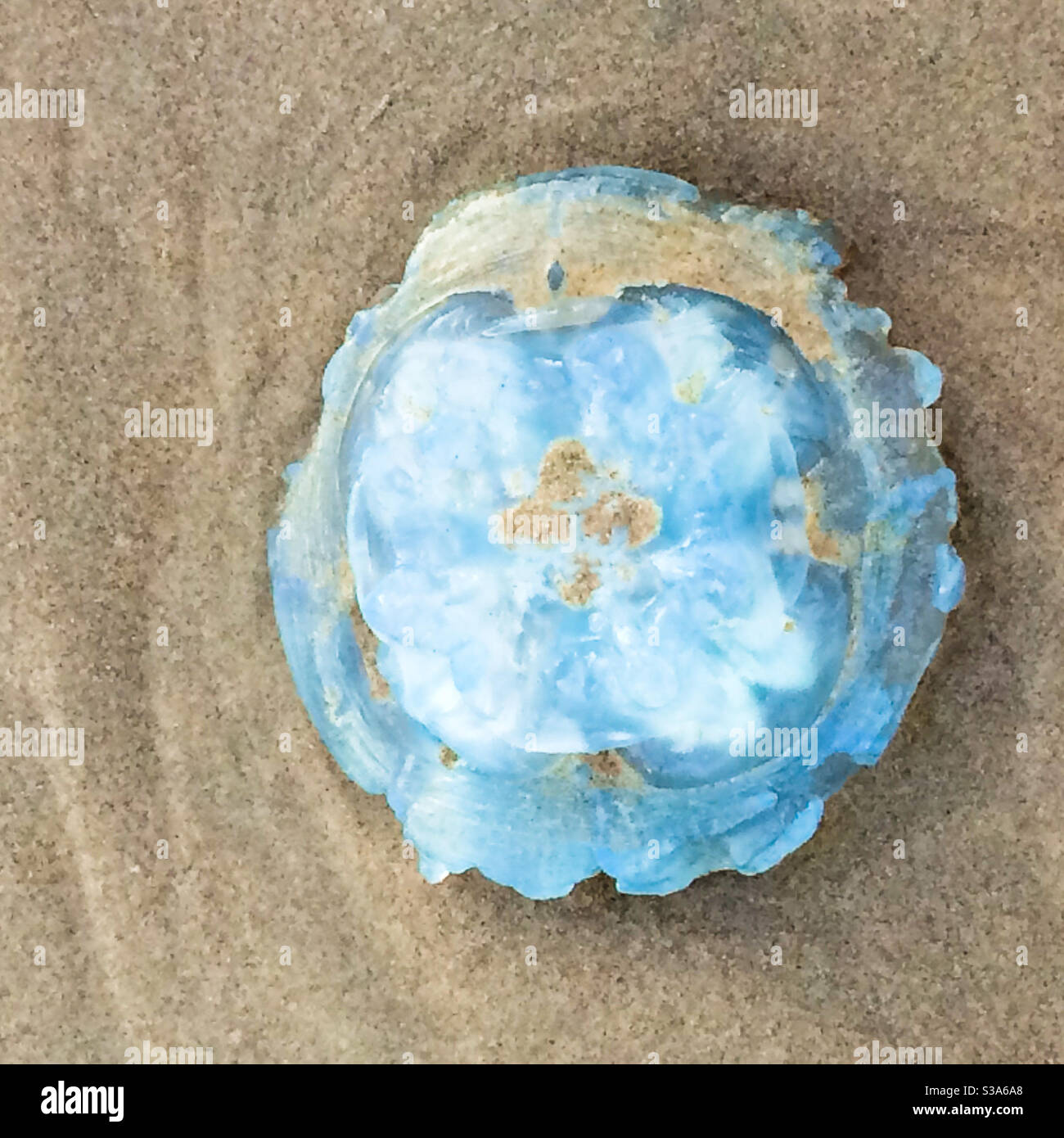 Blue jellyfish washed up on the beach - Smartphone Captured Stock Image