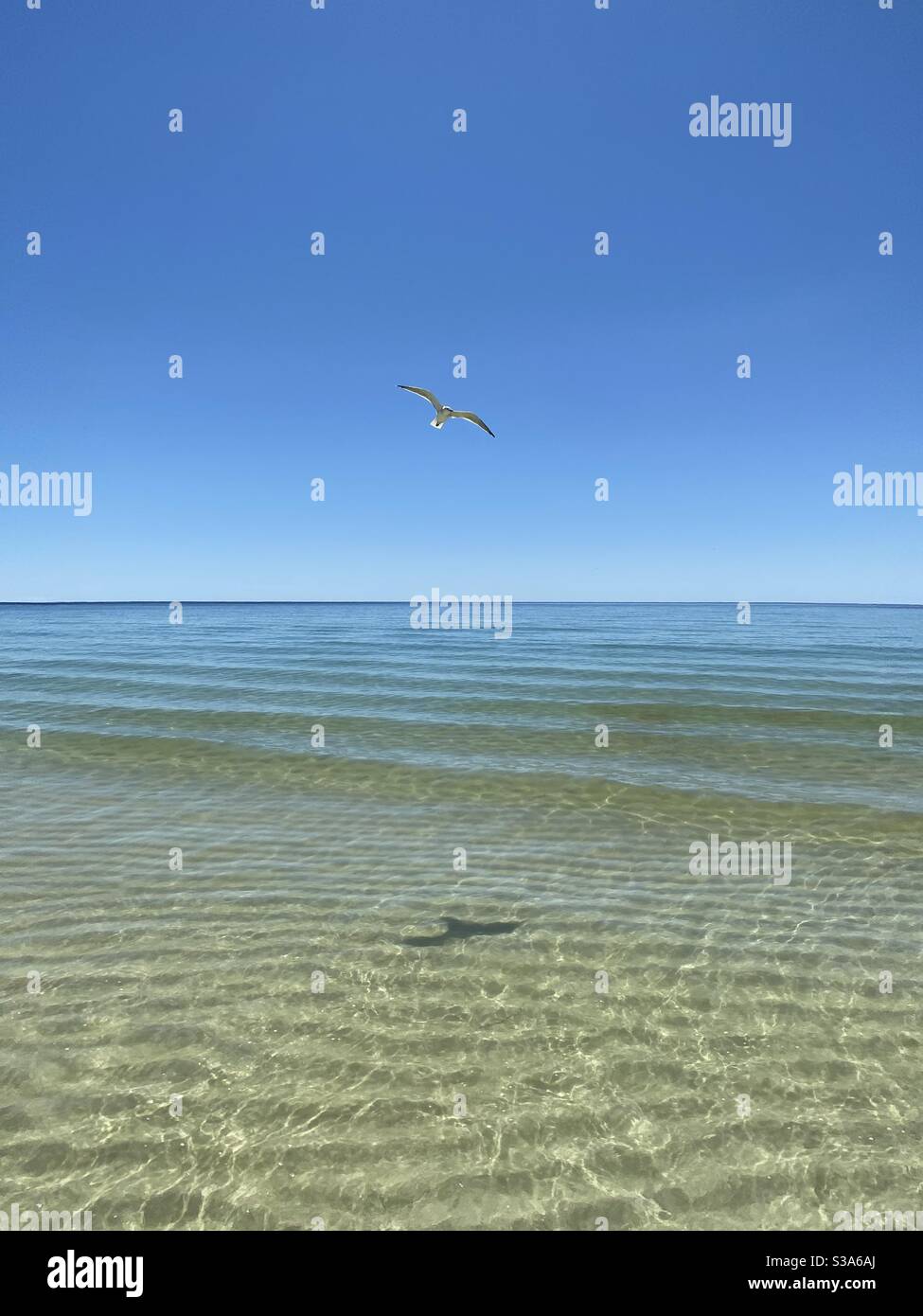 Seagull inflight over crystal clear emerald colored water of the Gulf of Mexico Florida - Smartphone Captured Stock Image