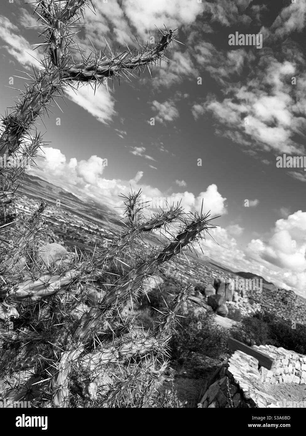 Cactus desert Black and White Stock Photos & Images - Alamy