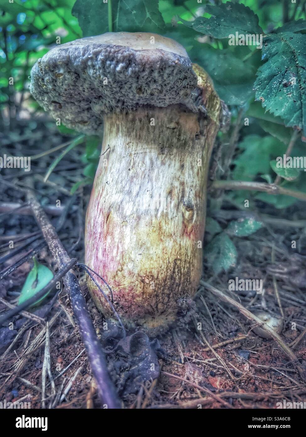 Liver Bolete Mushroom in North Carolina Stock Photo Alamy