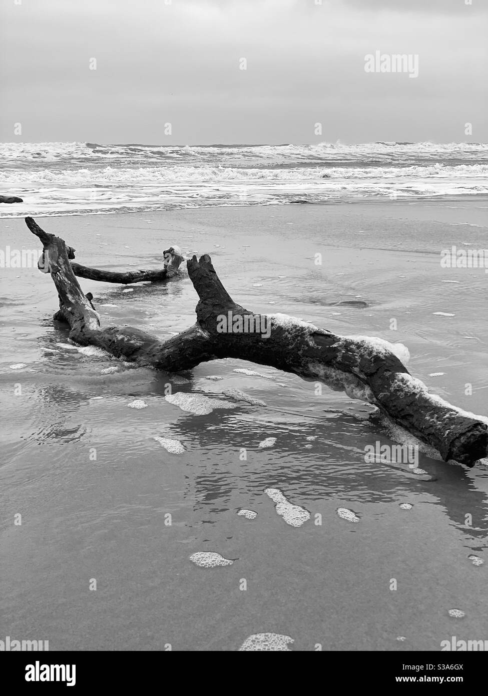 Driftwood black and white hi-res stock photography and images - Alamy