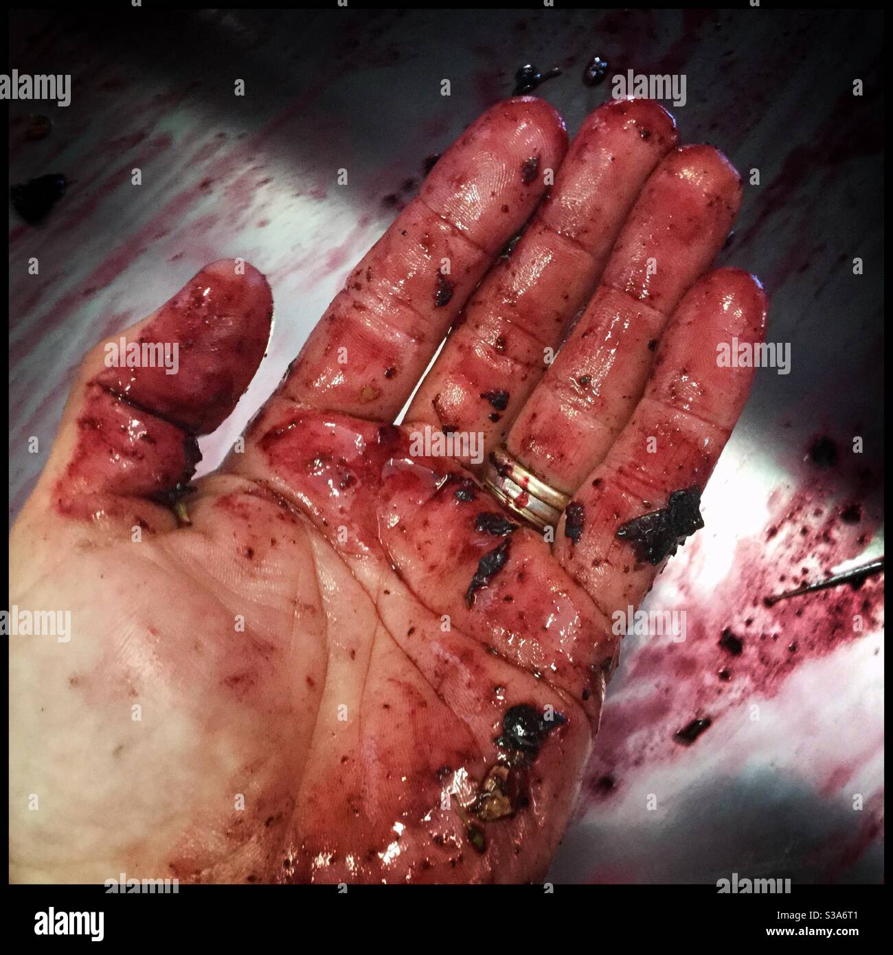 Stained hand after sorting Syrah grapes in a winery, Catalonia, Spain. - Smartphone Captured Stock Image