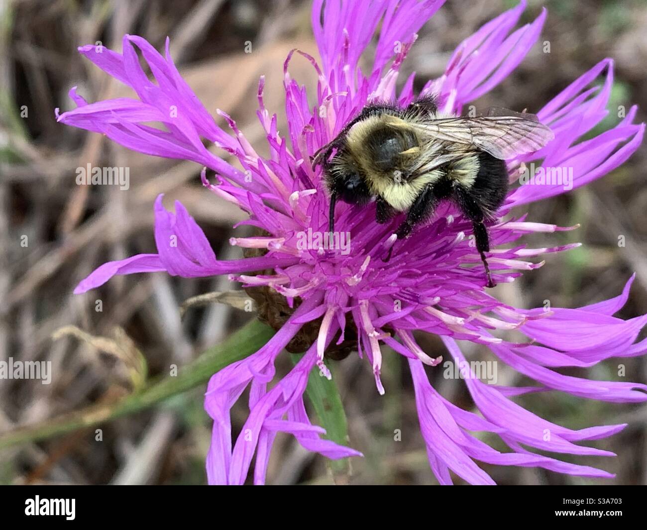 A bumblebee stope for a rest and nourishment on a purple cornflower in the autumn. - Smartphone Captured Stock Image