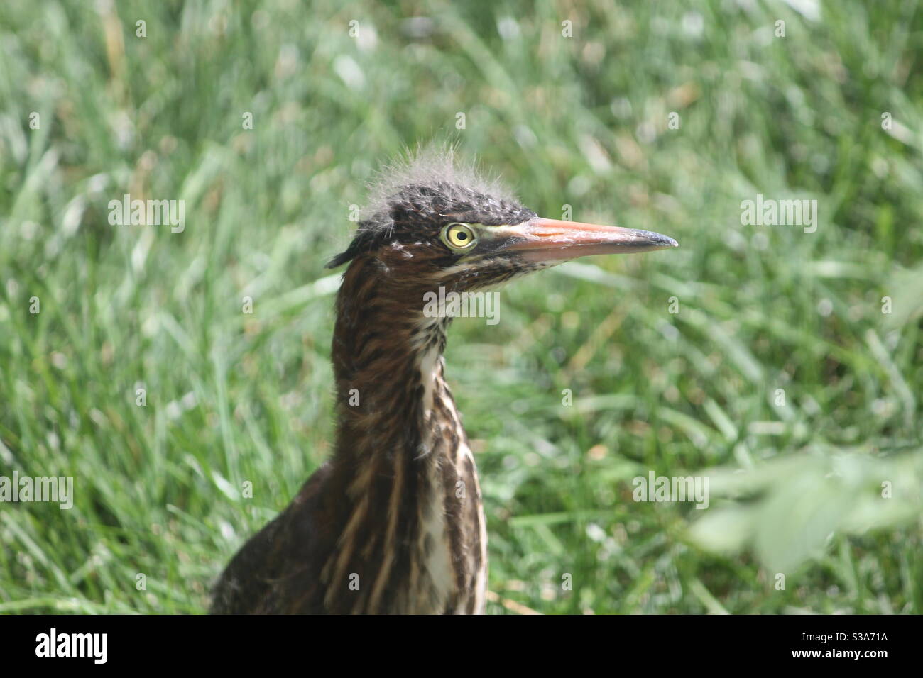 Baby Heron High Resolution Stock Photography And Images Alamy