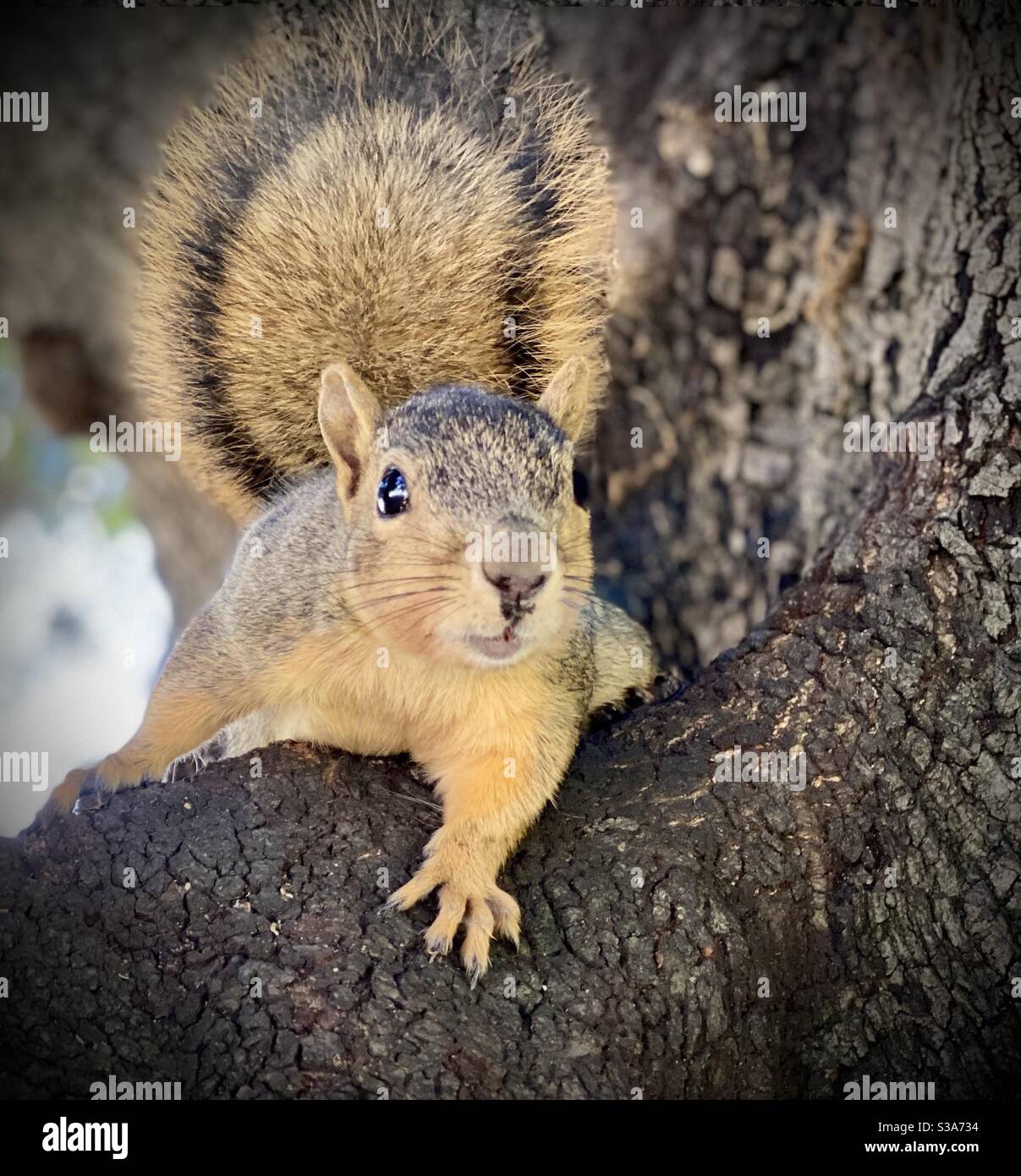 A California fox squirrel is posing for a photo in a tree. - Smartphone Captured Stock Image