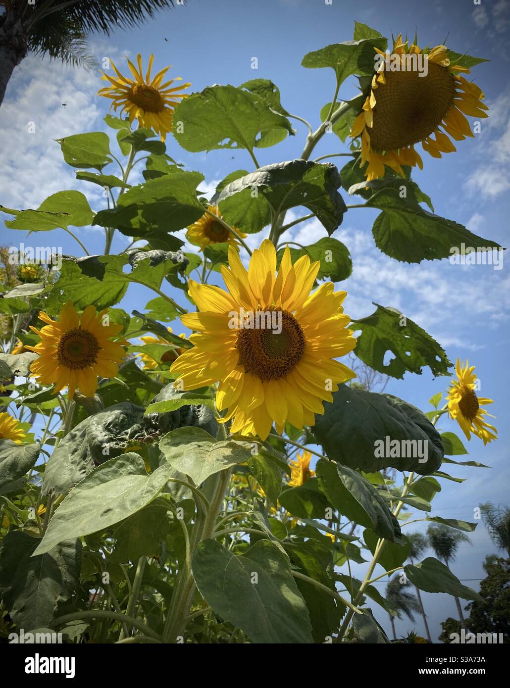 Giant sunflowers tower over the sidewalk in a Southern California town. - Smartphone Captured Stock Image