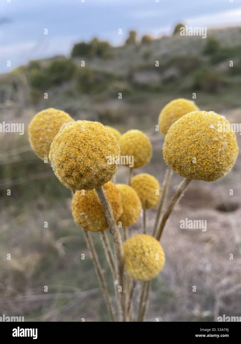 Yellow dry flowers - Smartphone Captured Stock Image