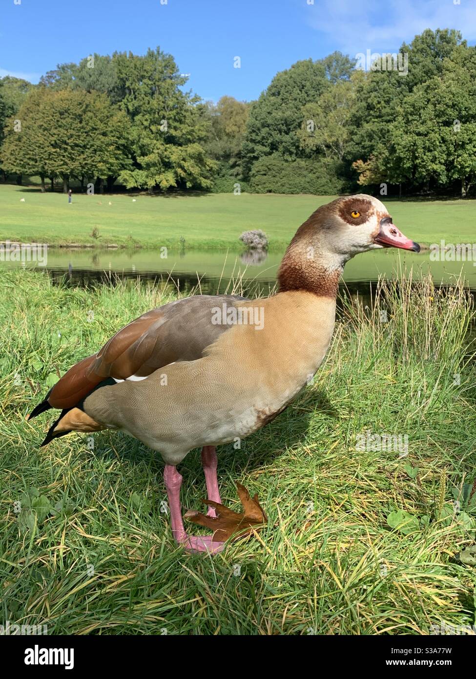 Egyptian goose in Crystal Palace park Stock Photo
