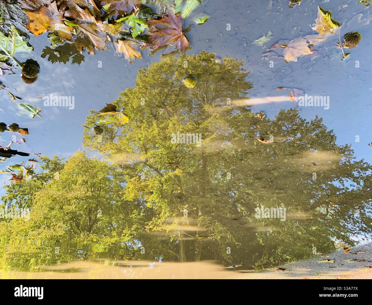 Reflection of autumn tree in puddle at Crystal Palace park Stock Photo