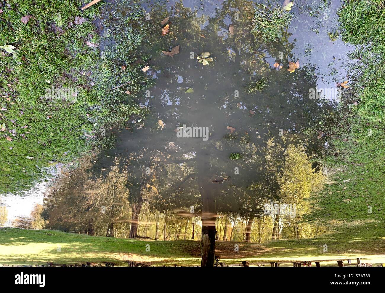 Reflection of autumn trees in puddle - Smartphone Captured Stock Image