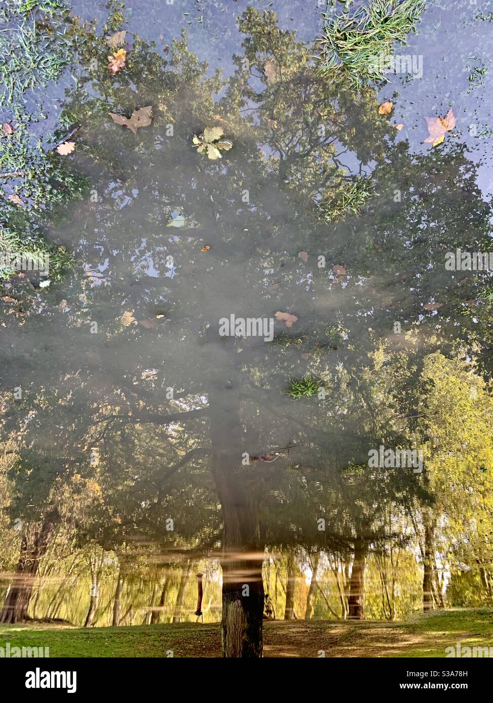 Autumn tree reflection - Smartphone Captured Stock Image