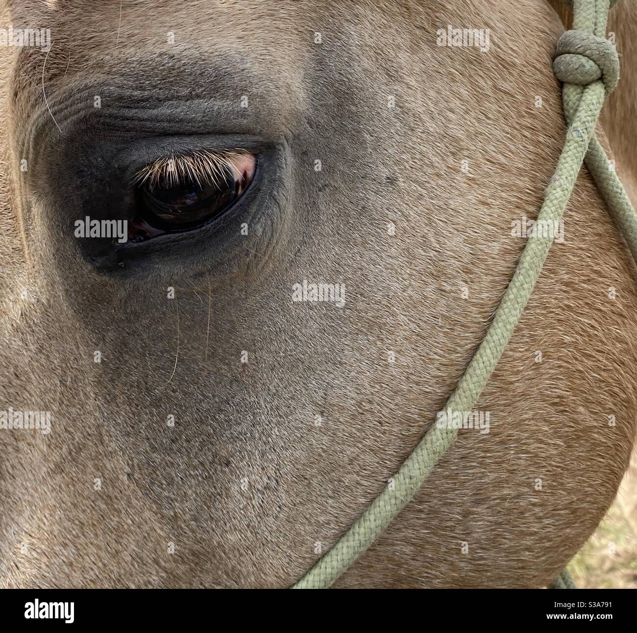 Closeup details of a horses eye Stock Photo