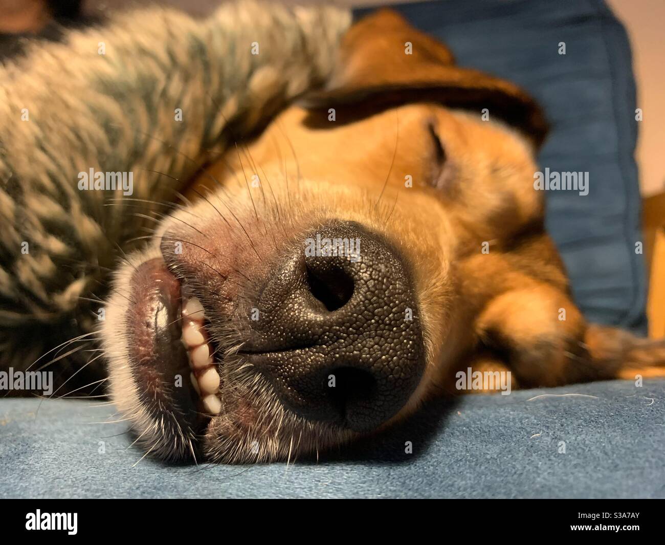 One sleeping brown dog. Stock Photo