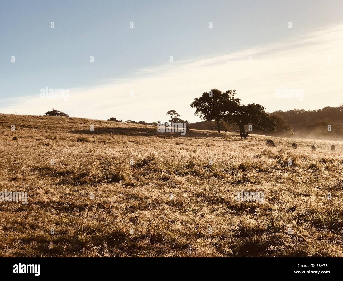 the bullock field in the morning - Smartphone Captured Stock Image