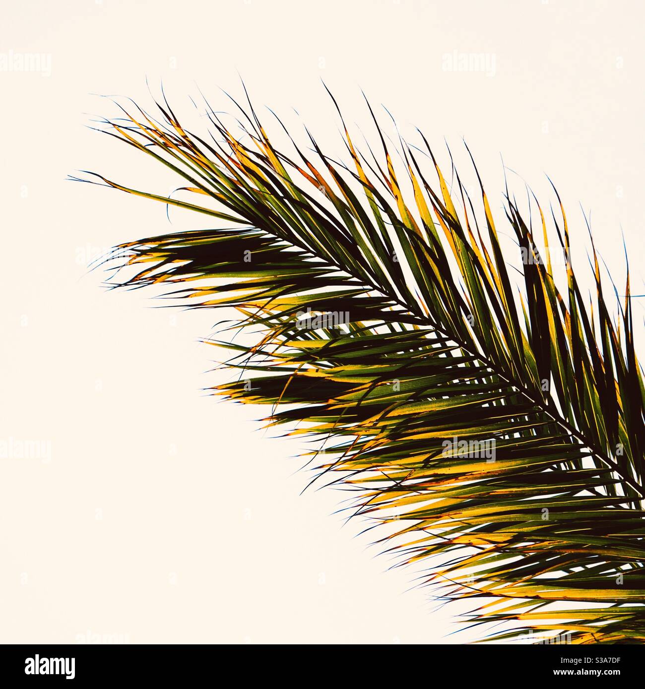 palm tree leaves Stock Photo Alamy