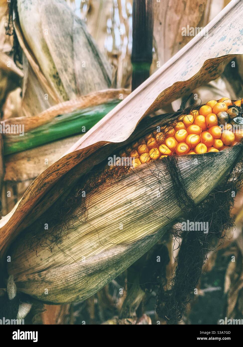 Corn ripe on the stalk in fall. - Smartphone Captured Stock Image