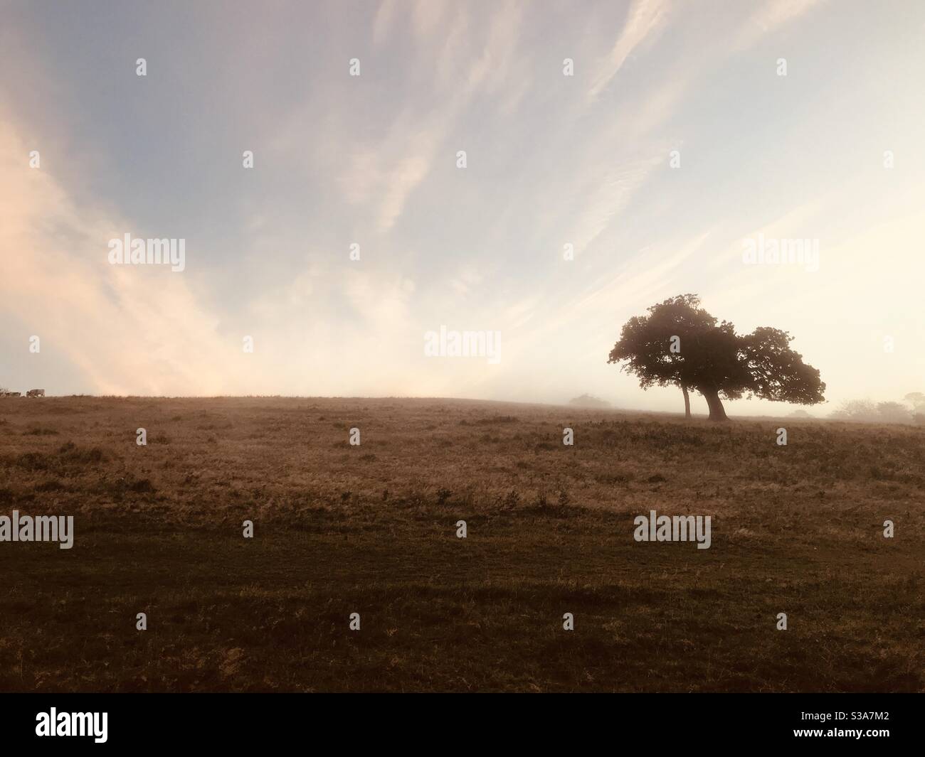 the tree the sky the field - Smartphone Captured Stock Image