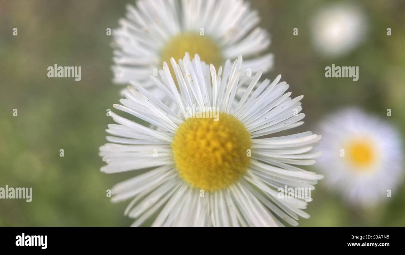 Daisy daisy give me your answer true! Stock Photo Alamy