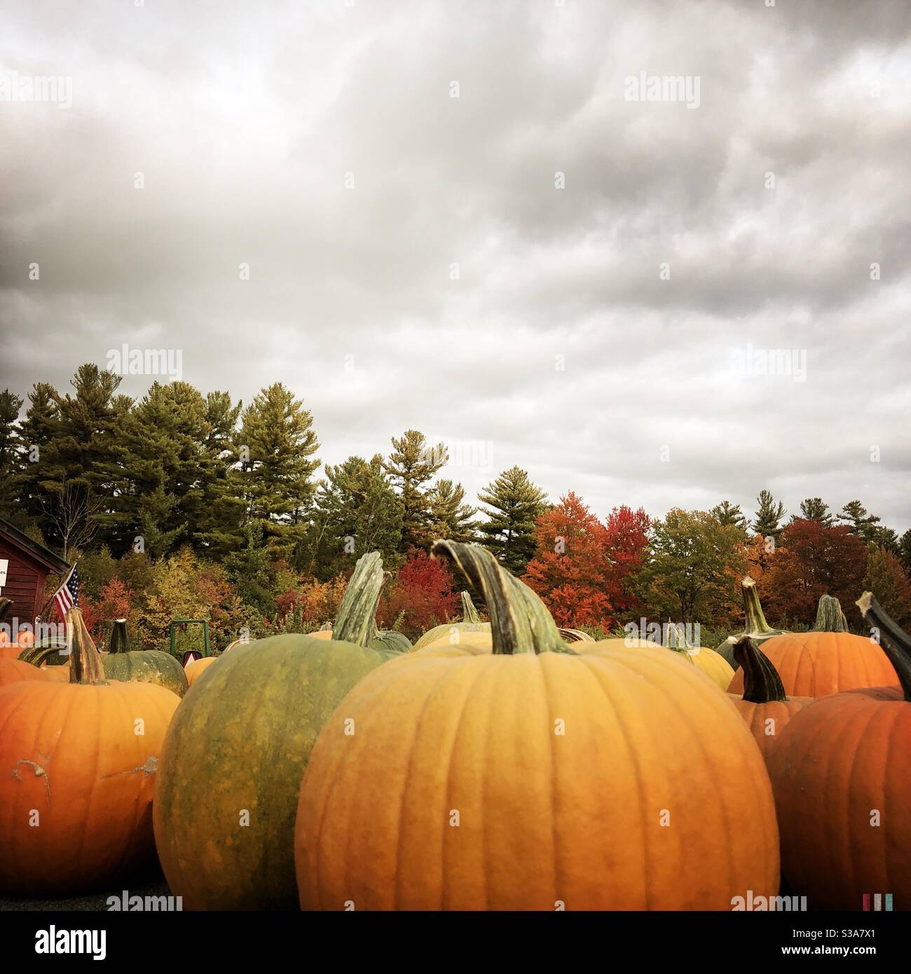 Pumpkins on a farm with fall foliage in the background Stock Photo