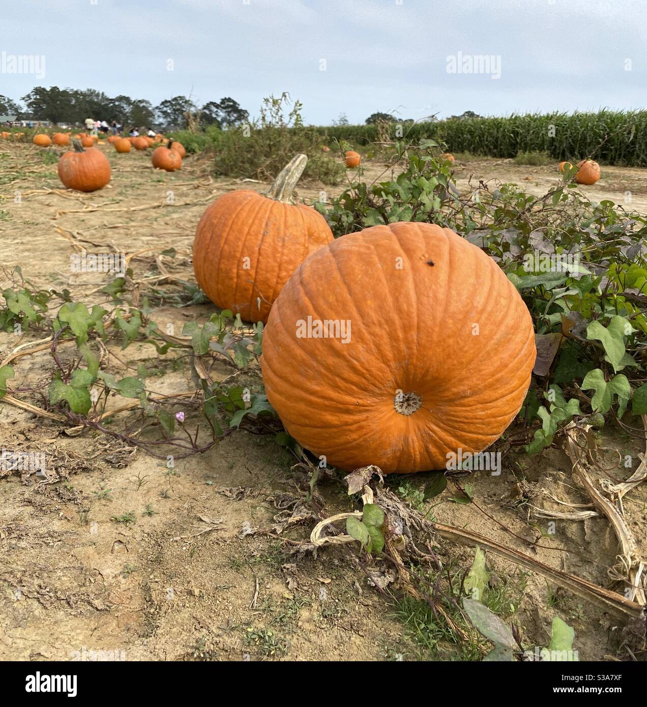 Pumpkin patch with pumpkins harvested - Smartphone Captured Stock Image