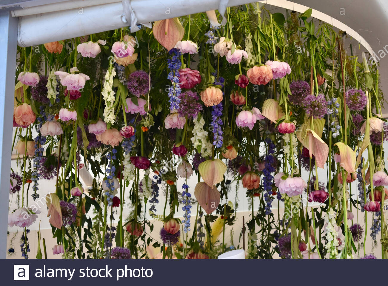 Flowers Hanging Upside Down High Resolution Stock Photography And Images Alamy