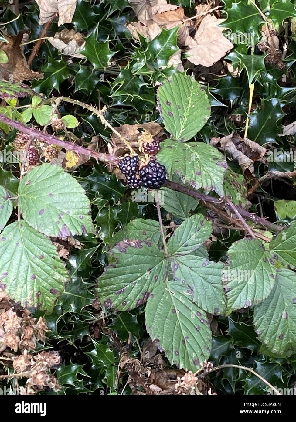 Blackberries at Rhydargaeau, Carmarthen, Wales. 6.10.20. - Smartphone Captured Stock Image