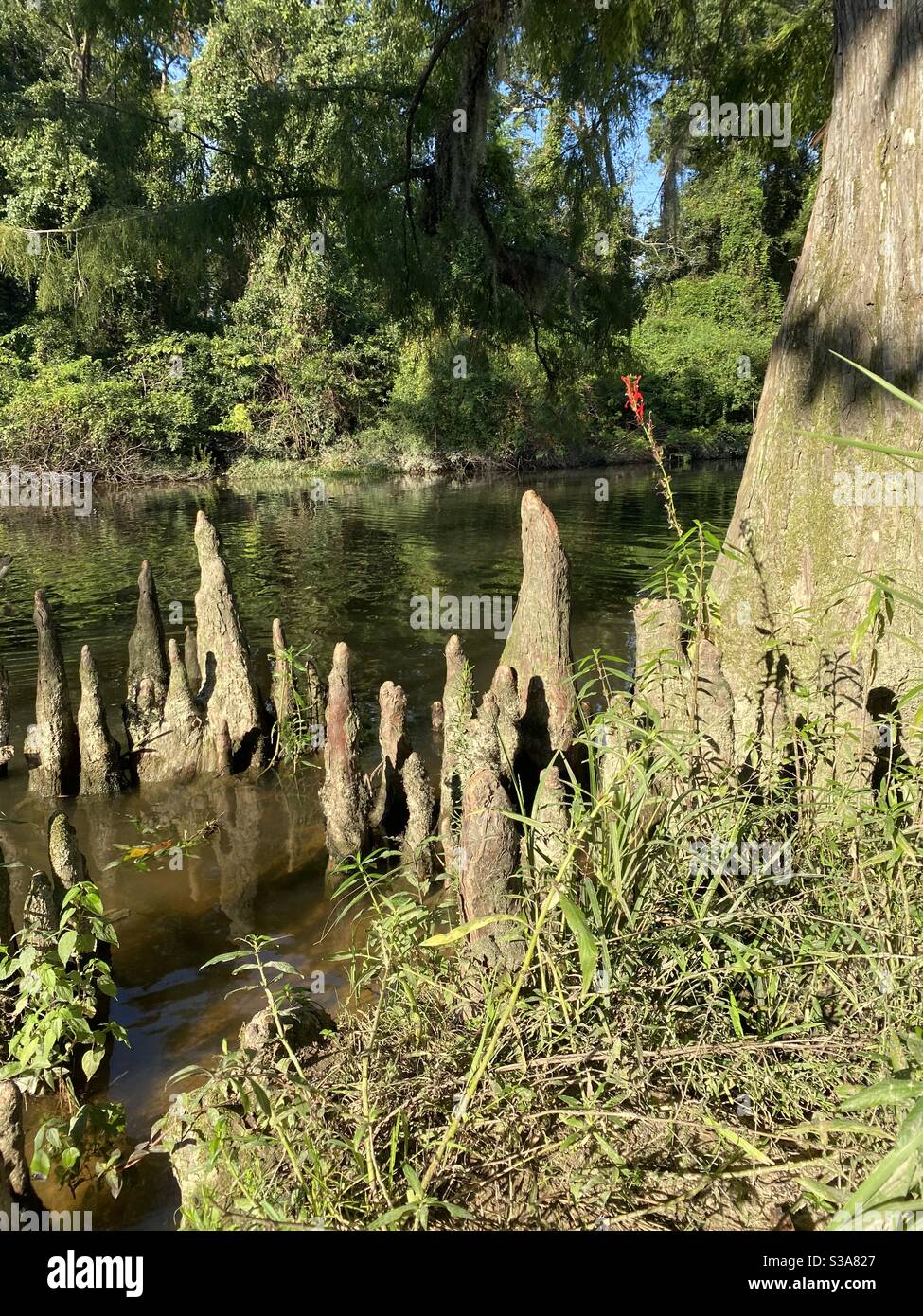 Bald cypress tree knees and wildflowers Stock Photo Alamy