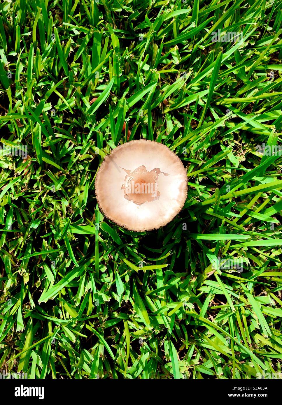 Overview of a common lawn mushroom Stock Photo Alamy