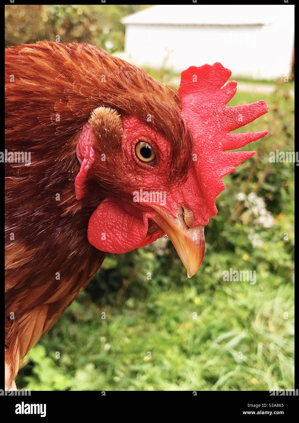 Penny henny hires stock photography and images Alamy