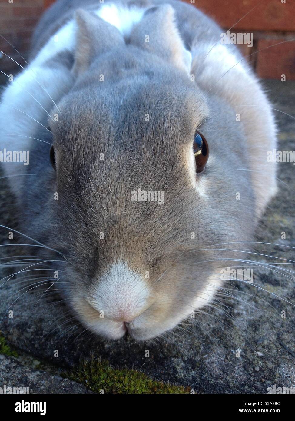 Grey rabbit lying down Stock Photo Alamy