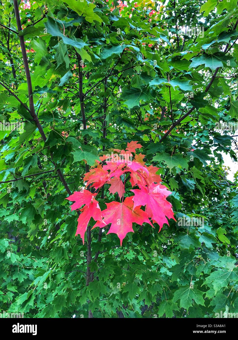 A small cluster of red autumn leaves in a green tree. - Smartphone Captured Stock Image