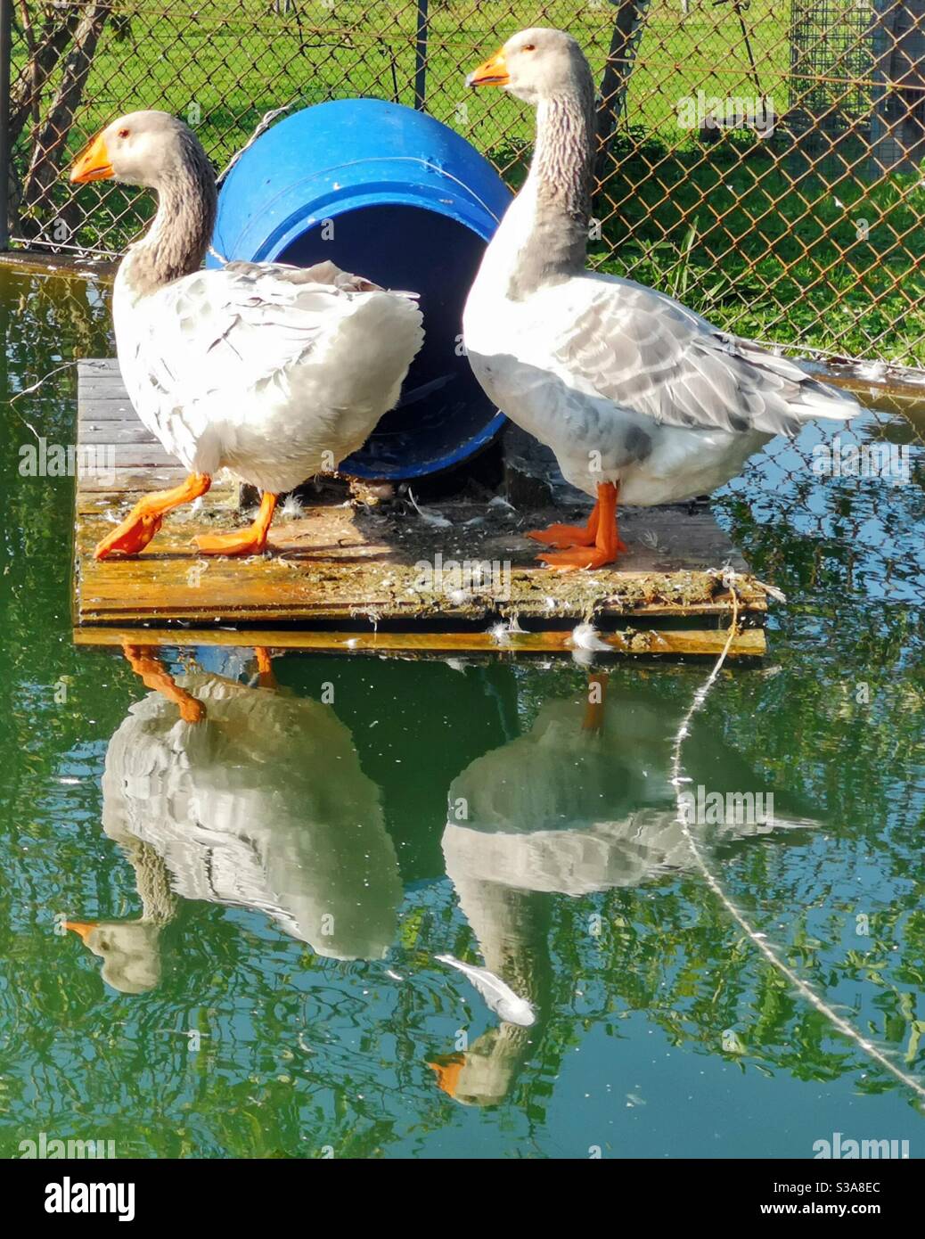 Two geese reflected in pond Stock Photo