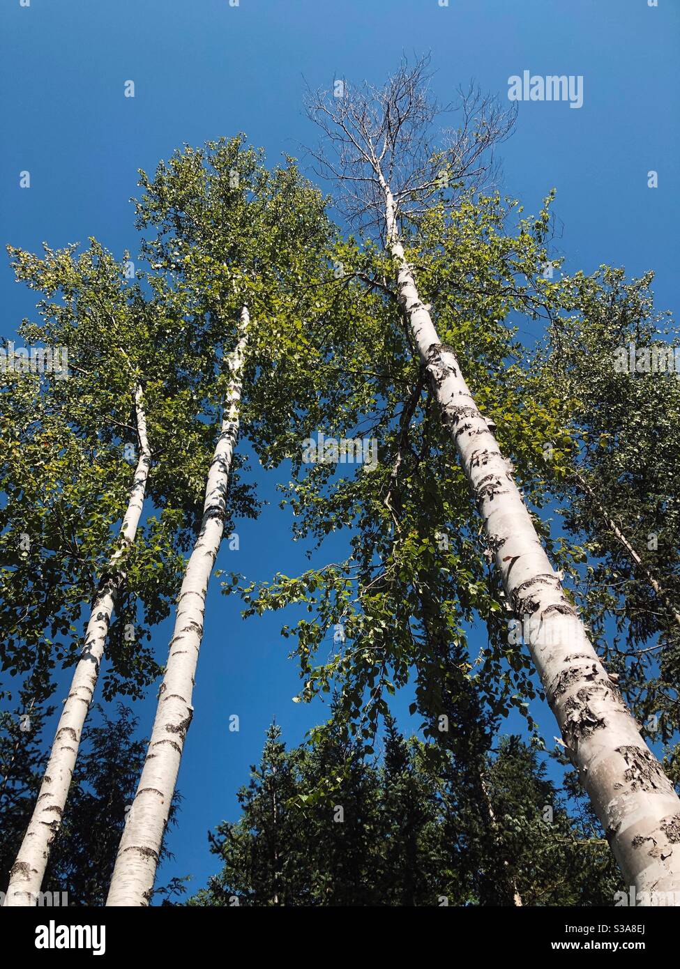 Looking up at tall birch trees against perfect, summer blue sky - Smartphone Captured Stock Image